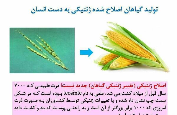 عکس تصویر گیاه ذرت