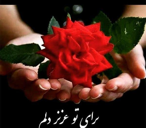 عکس شکوفه متحرک