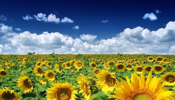 عکس زیبای طبیعت تابستانی