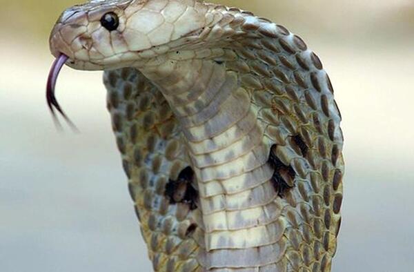 عکس مار نقره ای