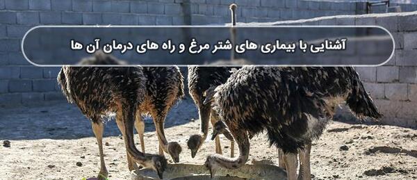 عکس های جالب شترمرغ