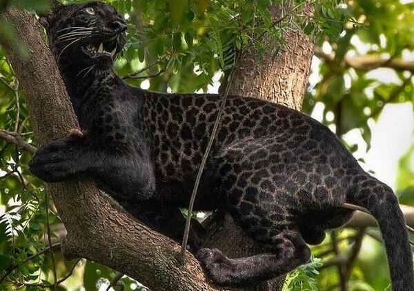 عکس یوز پلنگ سیاه