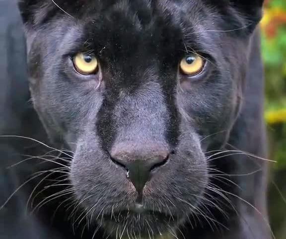 عکس یوز پلنگ سیاه
