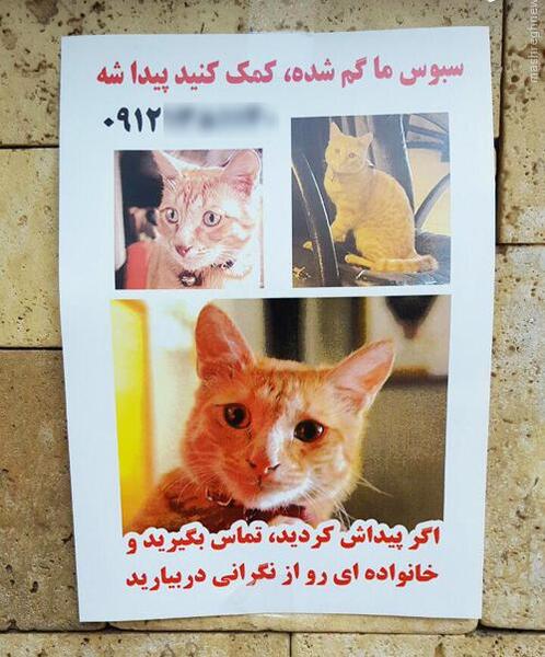 عکس خودکشی گربه