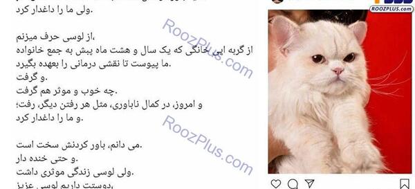 عکس خودکشی گربه