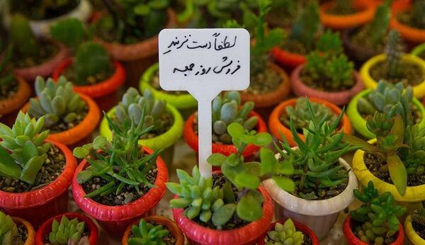 عکس نمایشگاه گل و گیاه
