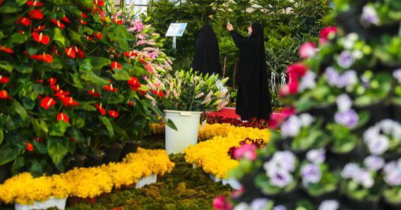 عکس نمایشگاه گل و گیاه