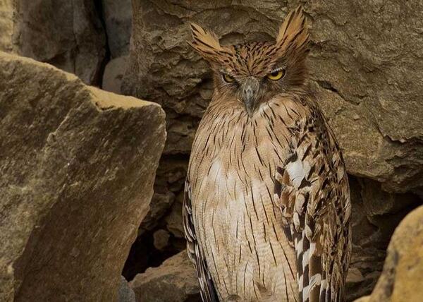 عکس جغد جغد