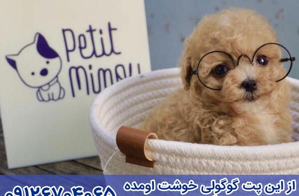 عکس تصاویر سگ های فنجونی