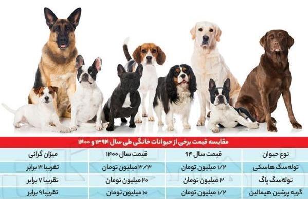 عکس سگ های فنجونی