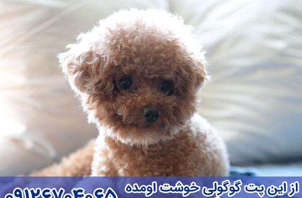 عکس سگ های فنجونی