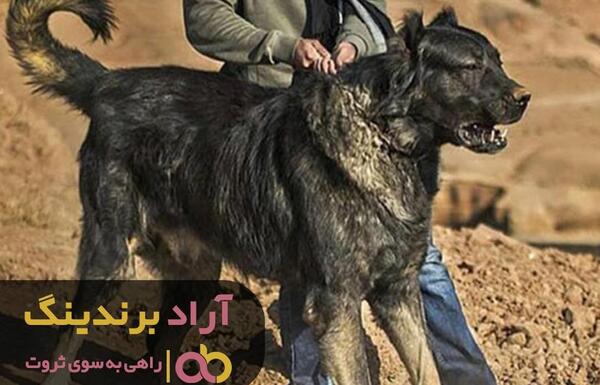 عکس سگ های فنجونی