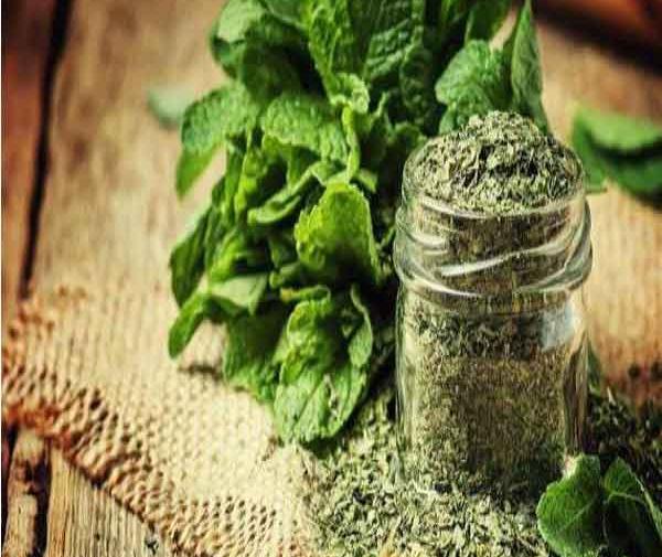 عکس نعناع خشک