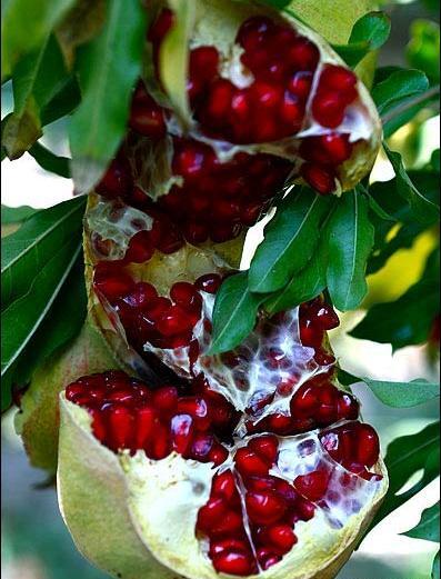 عکس انار زیبا