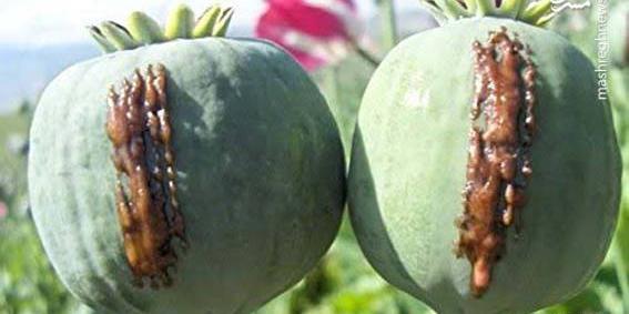 عکس تریاک مواد مخدر