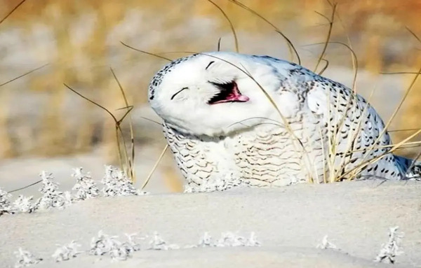 عکس جغد گوگولی