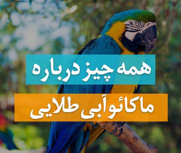 عکس طوطی ماکائو