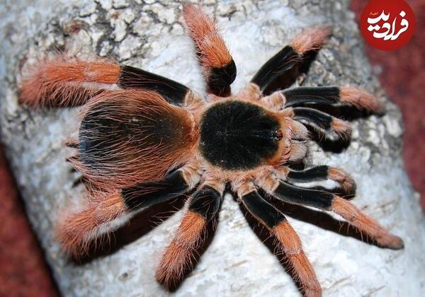 عکسهای عنکبوت زیبا