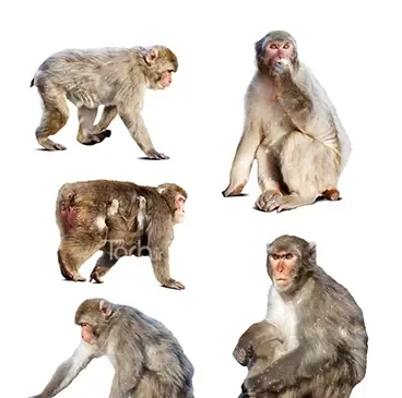 عکس میمون سفید