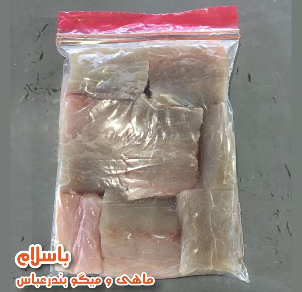 عکس ماهی قطر