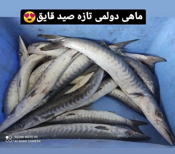 عکس ماهی قطر