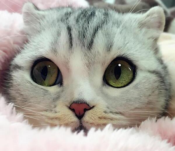 عکس گربه چشم درشت