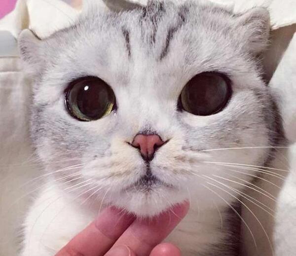 عکس گربه چشم درشت