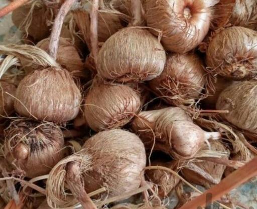 عکس زعفران فردوس