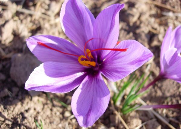 عکس زعفران فردوس