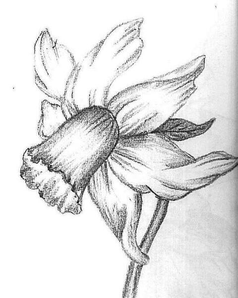 عکس نقاشی سیاه قلم گل ساده