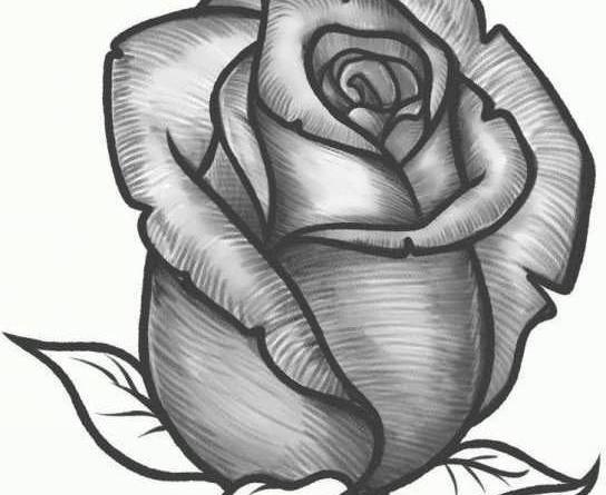 عکس نقاشی سیاه قلم گل ساده