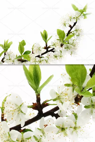 عکس شکوفه و گل