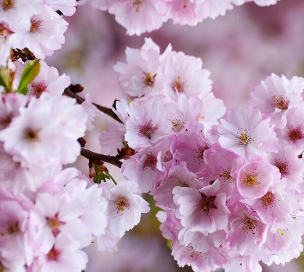 عکس شکوفه و گل