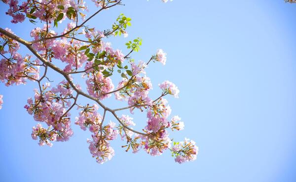 عکس شکوفه و گل