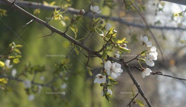 عکس شکوفه و گل