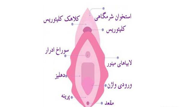 عکس داخل رحم دختر