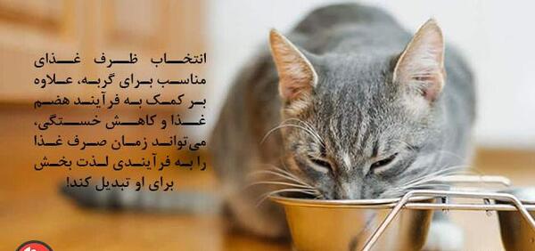 عکس ظرف غذای گربه