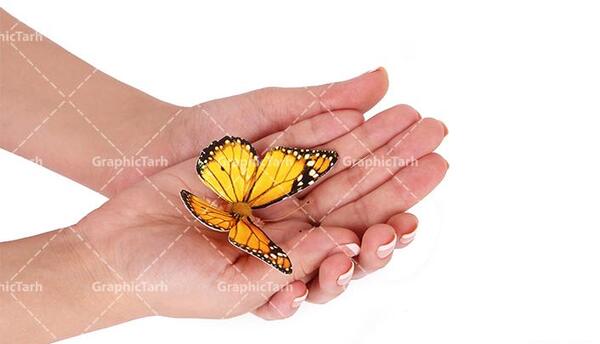 عکس پروانه صورتی