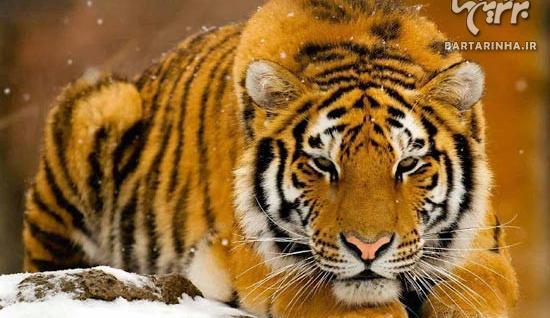 عکس ببر خوشگل