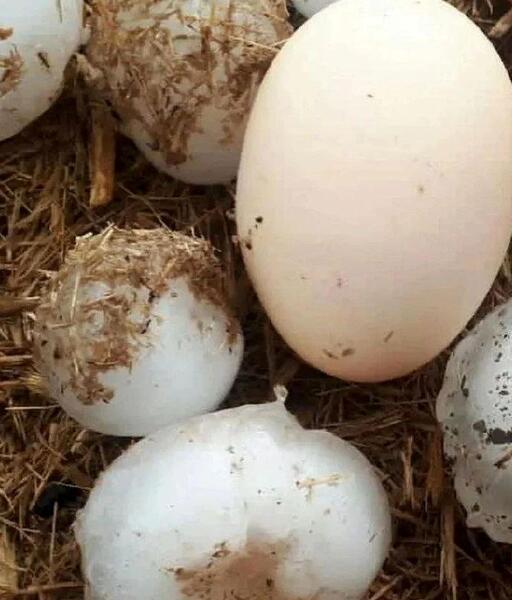 عکس بارش بزرگترین تگرگ