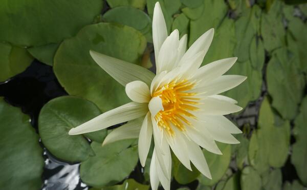 عکس پس زمینه کامپیوتر