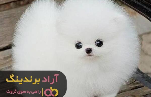 عکس سگ تو جیبی پشمالو سفید
