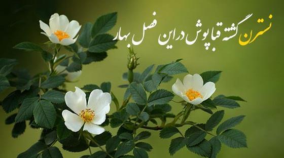 عکس روز دختر نسترن