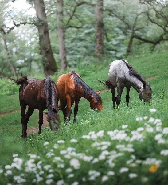 عکس تصاویر زیبای طبیعت مازندران