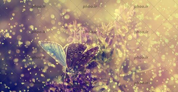 عکس پروانه فانتزی برای تصویر زمینه