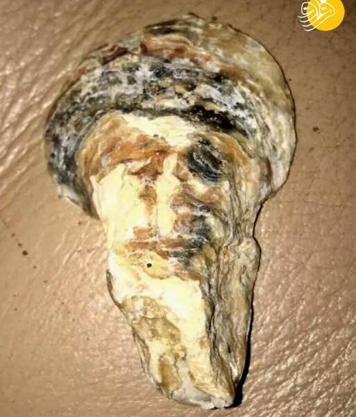 عکس گروه صدف