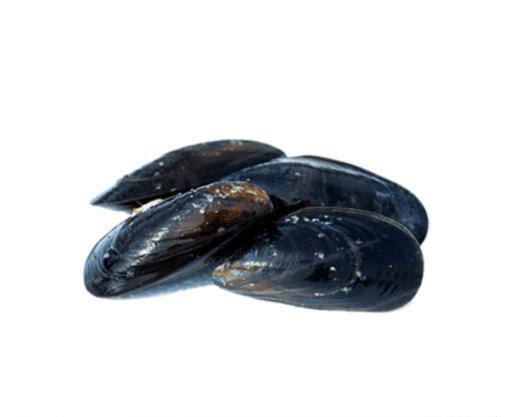 عکس گروه صدف