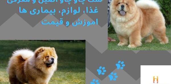 عکس سگ چاوچاو وحشی