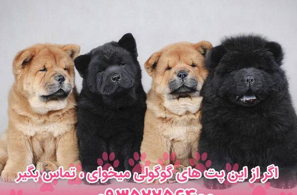 عکس سگ چاوچاو وحشی