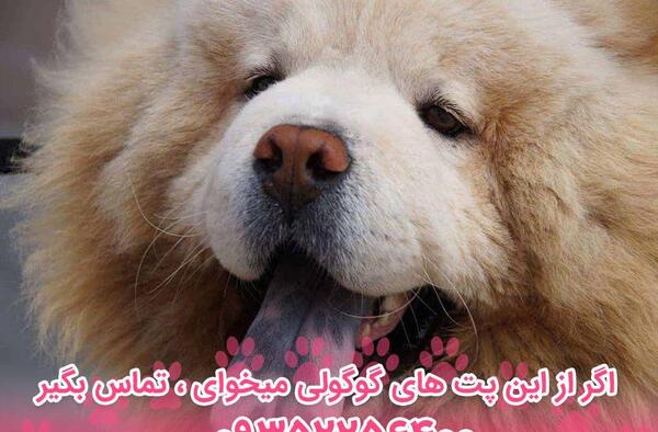 عکس سگ چاوچاو وحشی